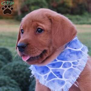 Forest, Fox Red Labrador Retriever Puppy